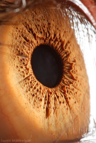 Illustration for article titled I Can't Stop Looking at These Macros of "Your Beautiful Eyes"